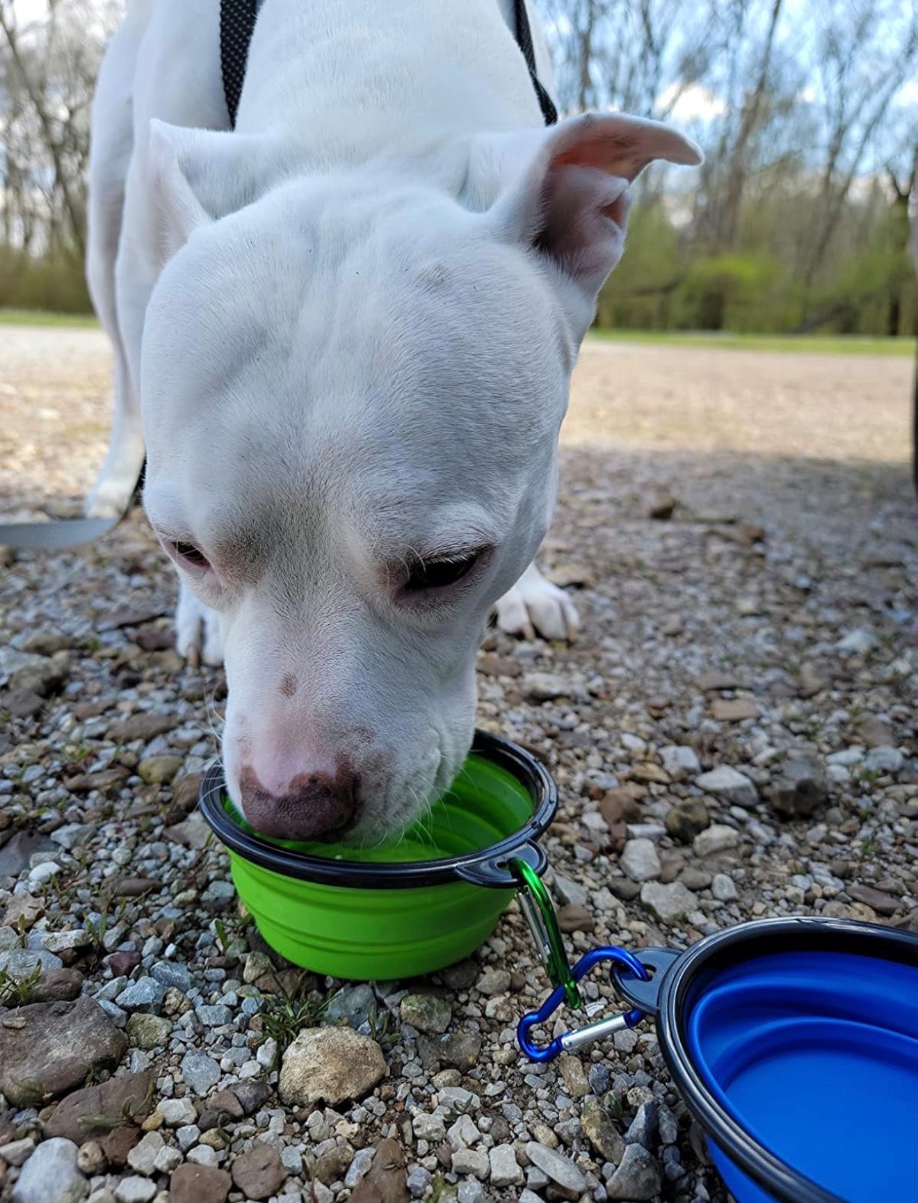 Foldable Silicone Bowl
