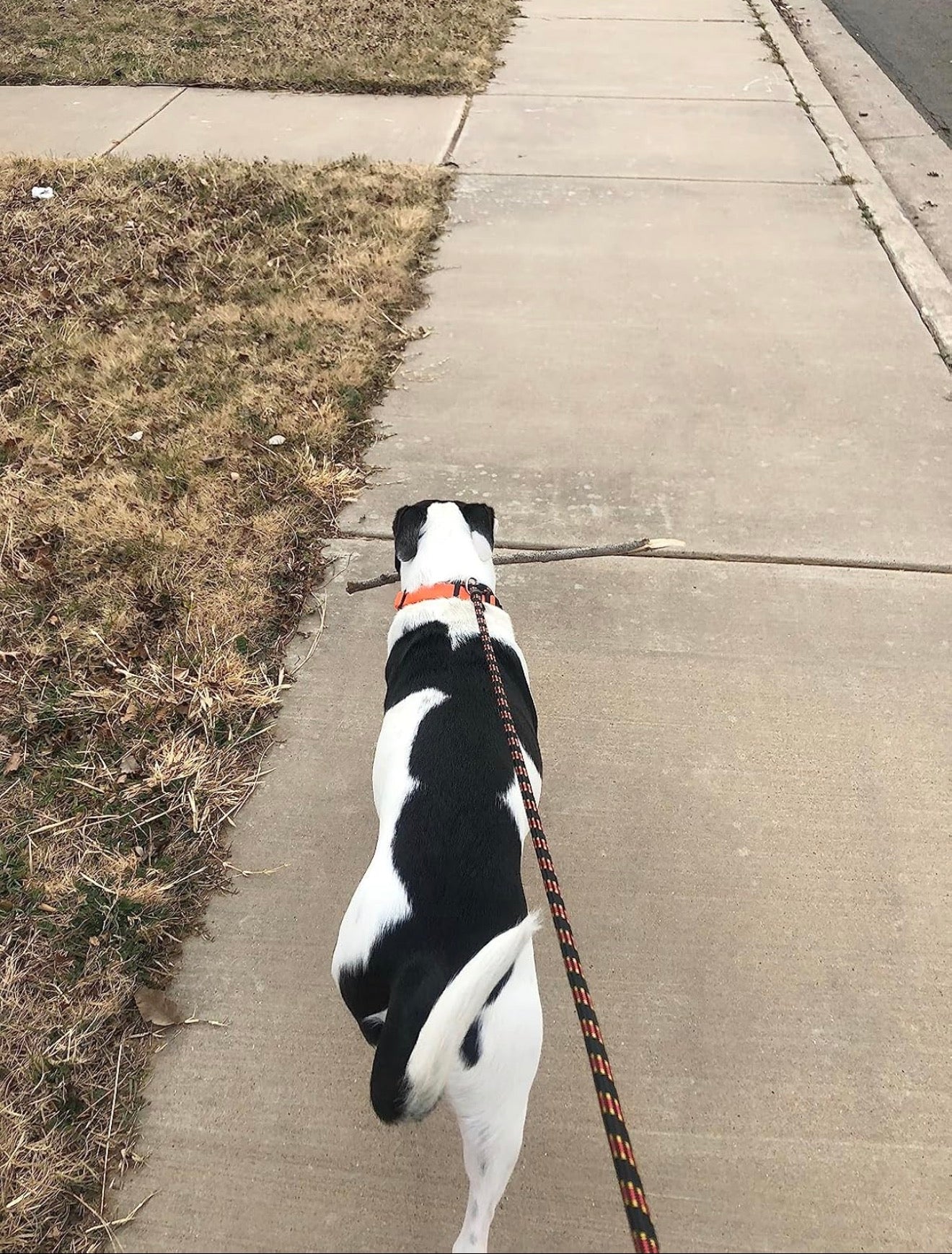 Training Leash