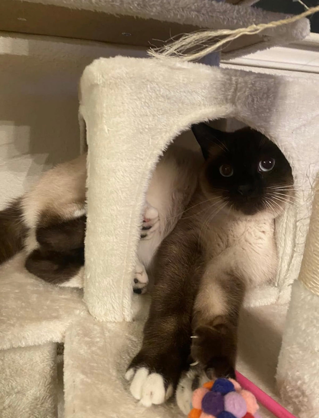 54in Cat Tree with Scratching Posts