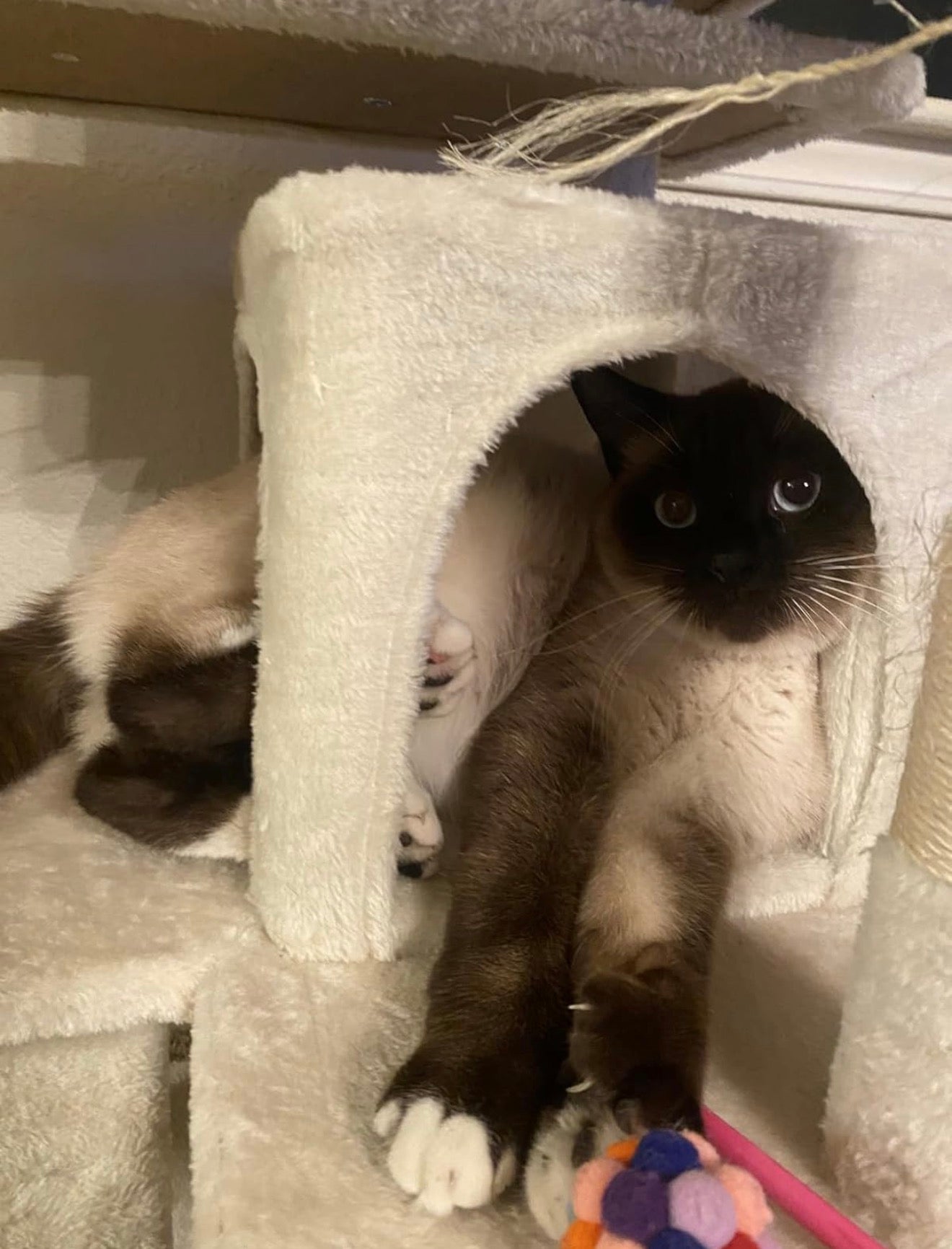 54in Cat Tree with Scratching Posts