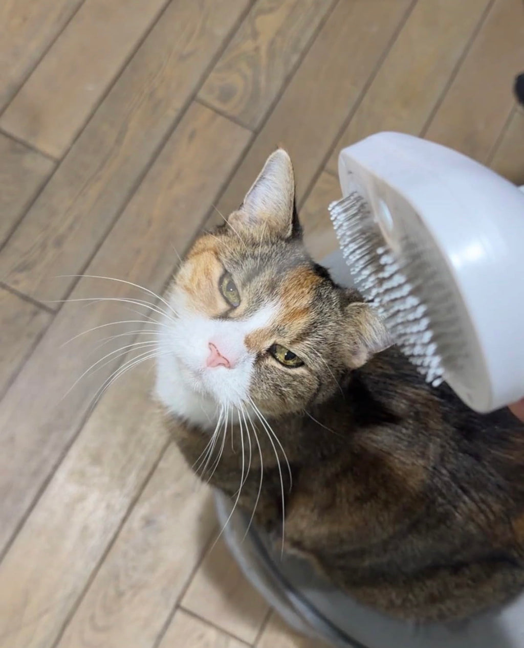 3-in-1 Pet Hair Spray Grooming Brush (For Cats & Dogs)