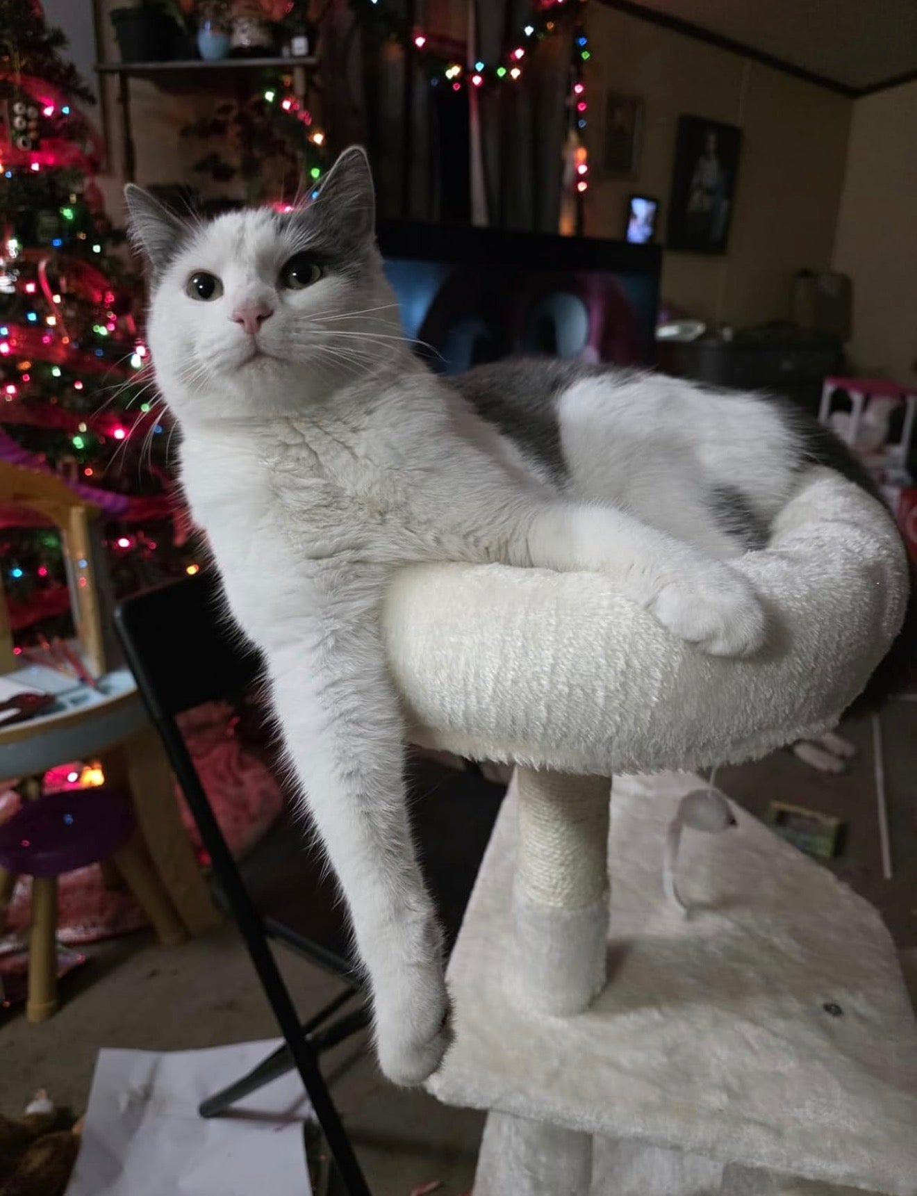 54in Cat Tree with Scratching Posts