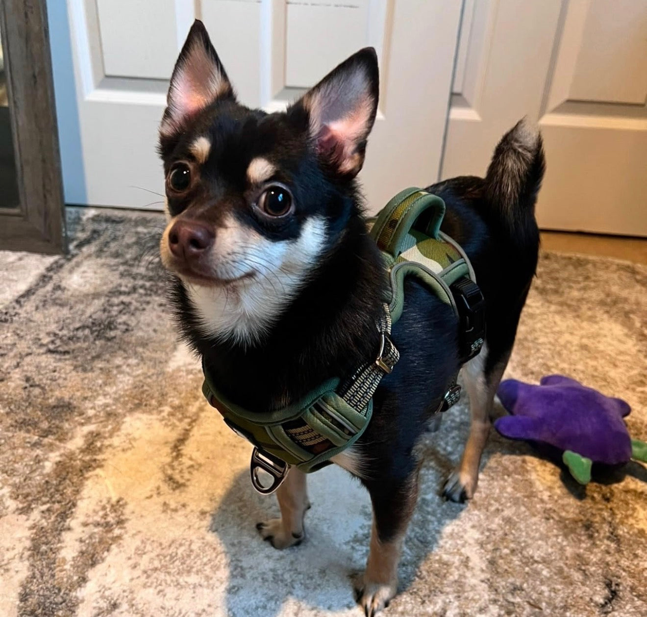 Waterproof Pet Harness