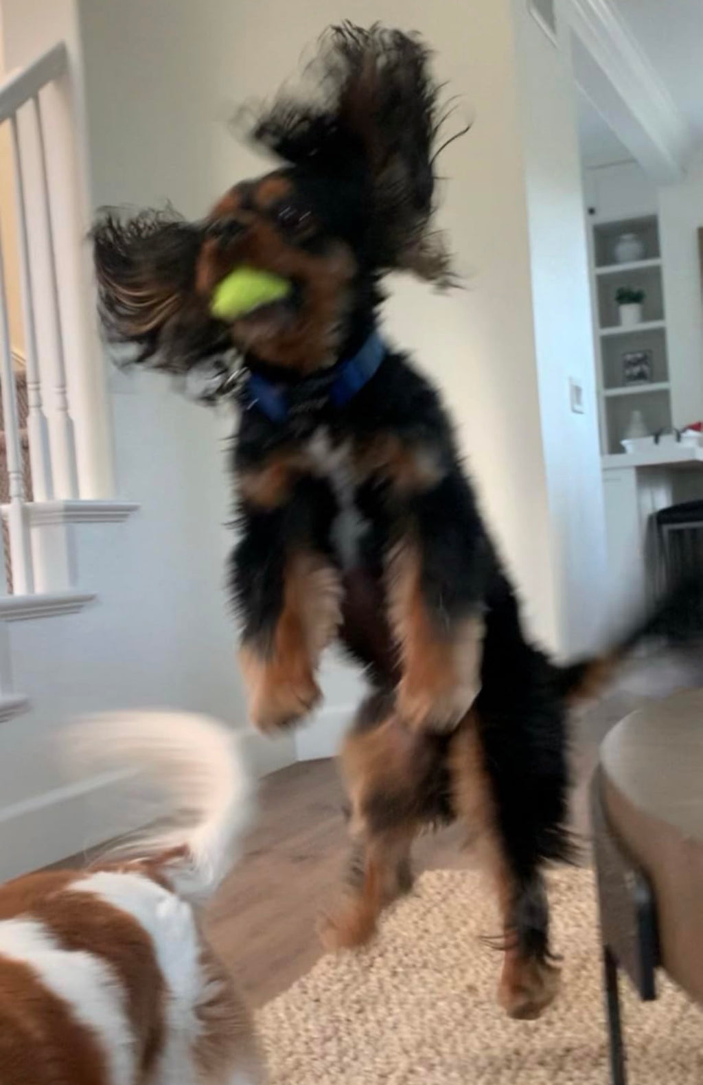 Automatic Tennis Ball Launcher