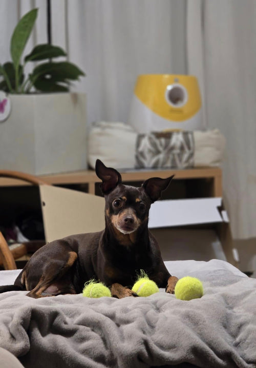 Automatic Tennis Ball Launcher