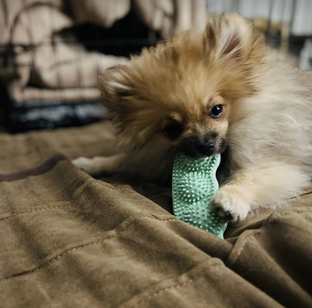 Pea shaped toy for small dogs