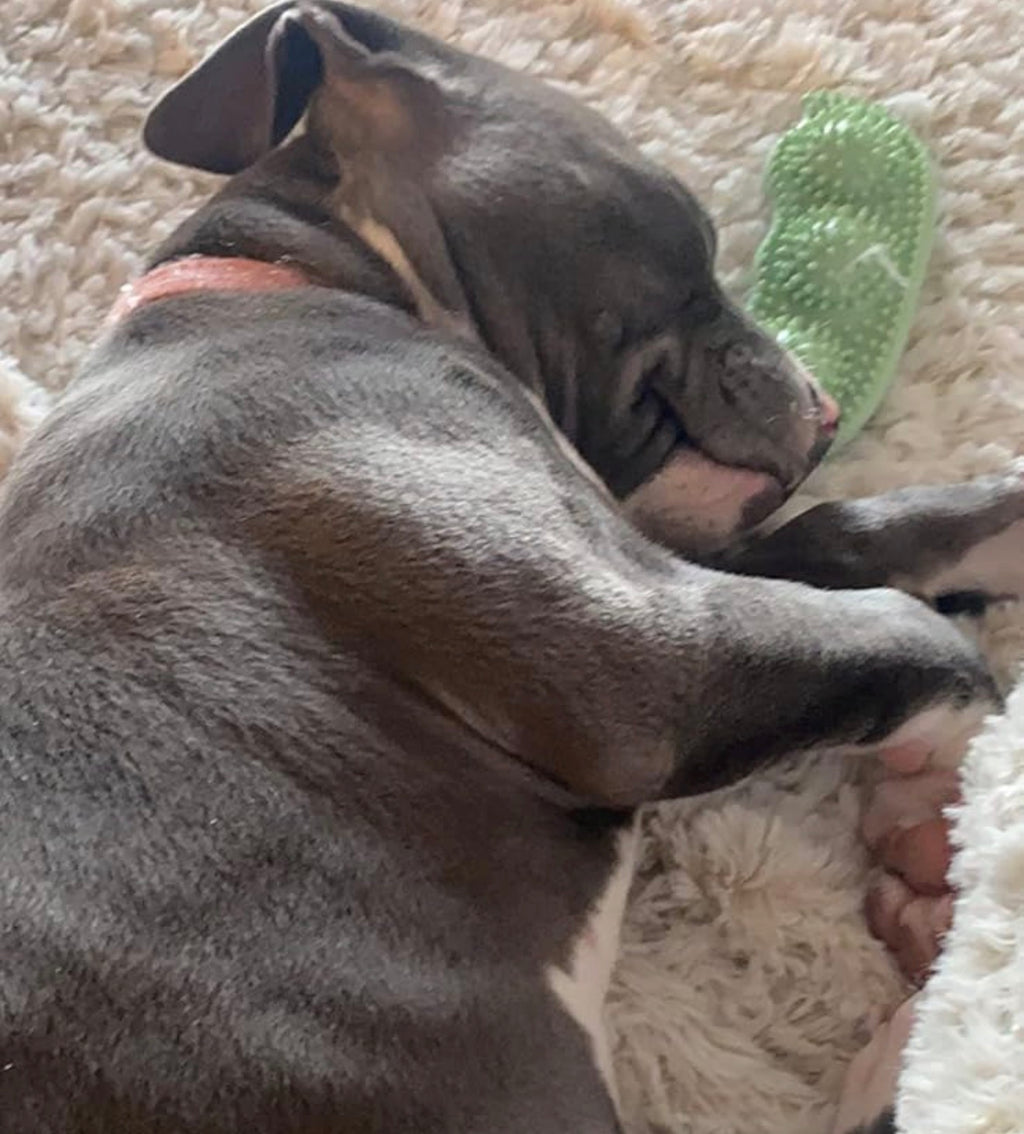 Pea shaped toy for small dogs