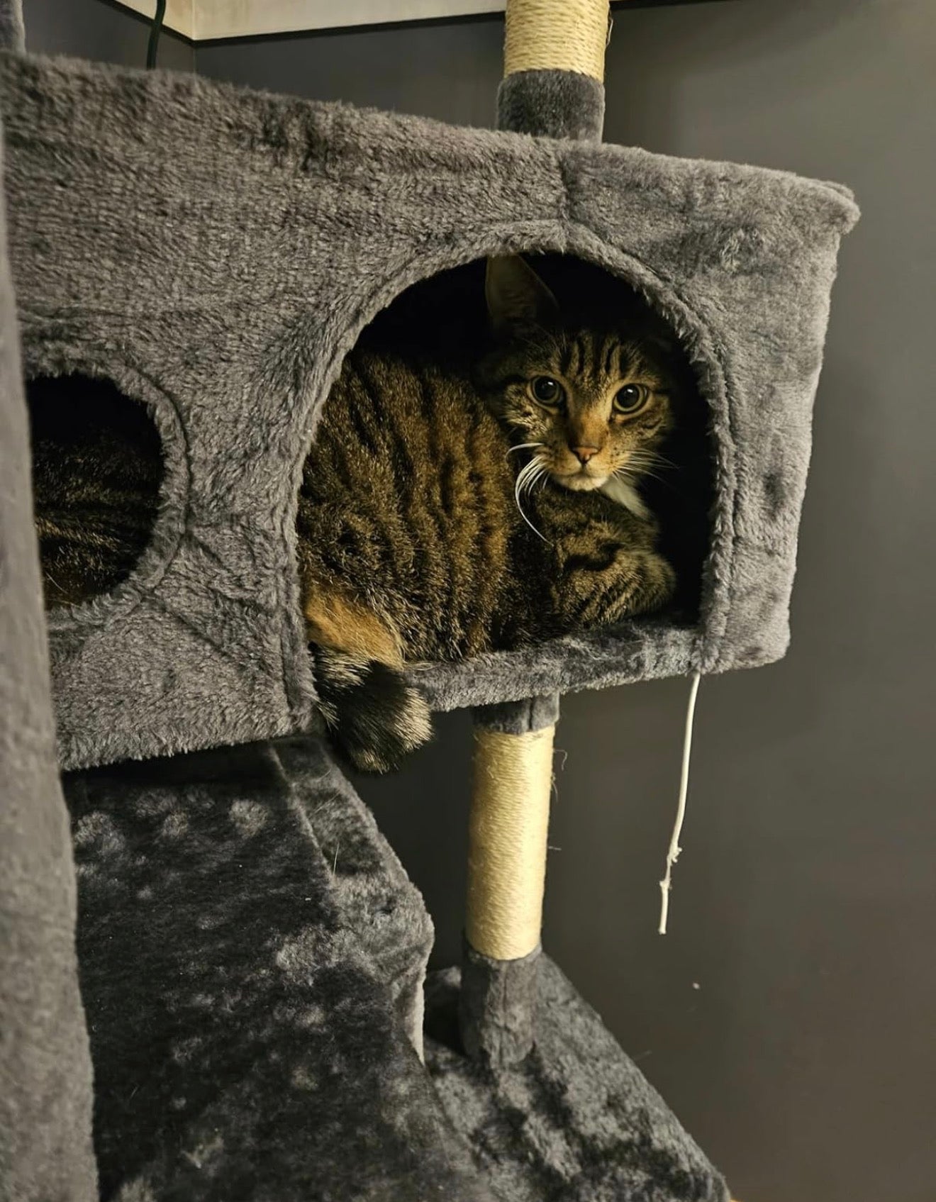 54in Cat Tree with Scratching Posts