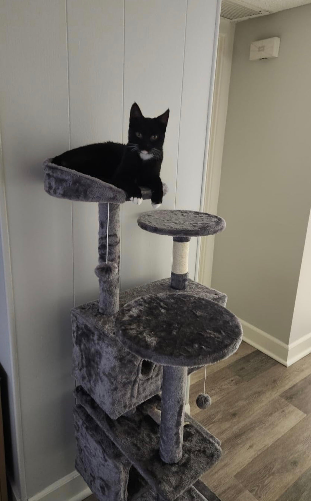 54in Cat Tree with Scratching Posts