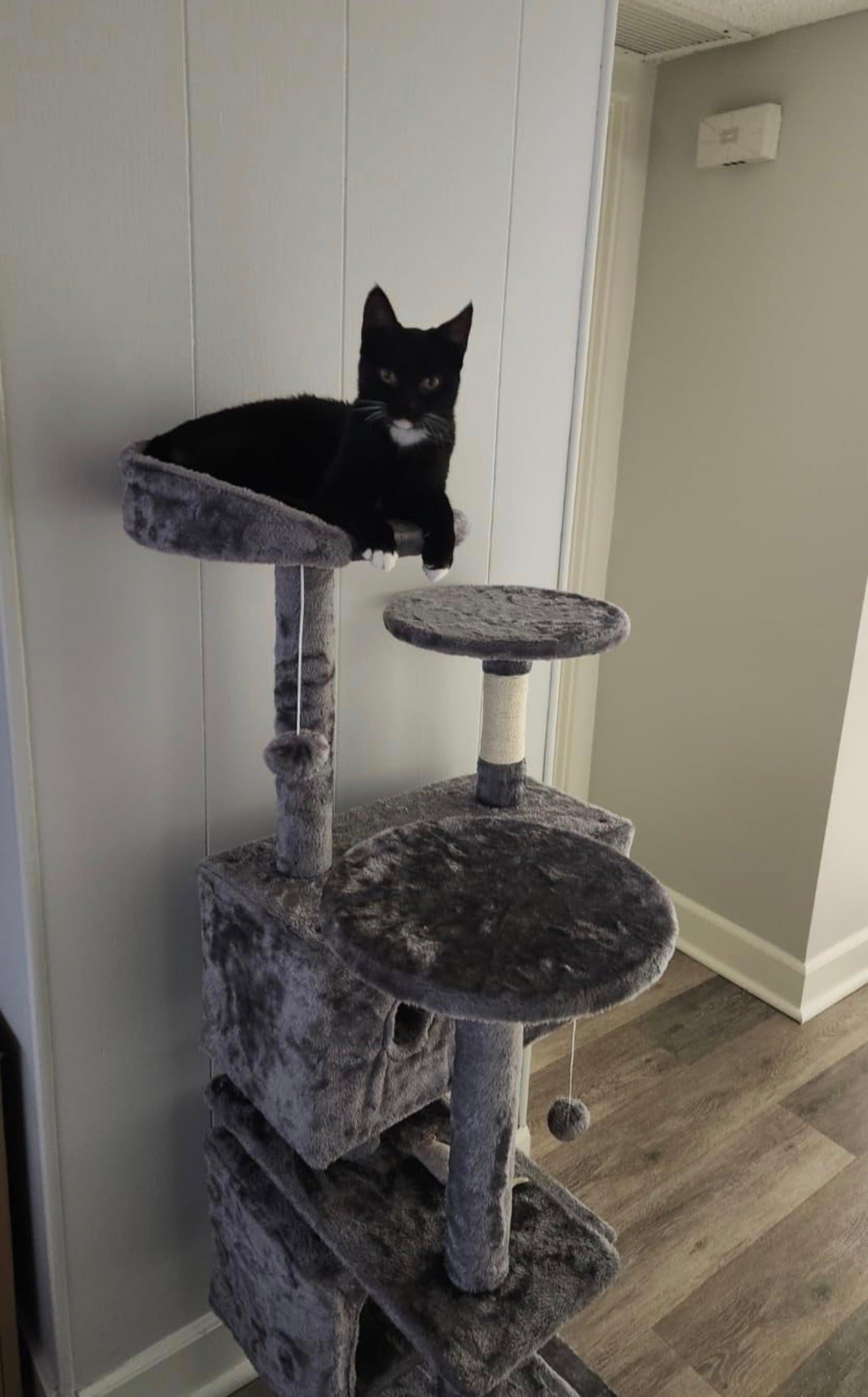 54in Cat Tree with Scratching Posts
