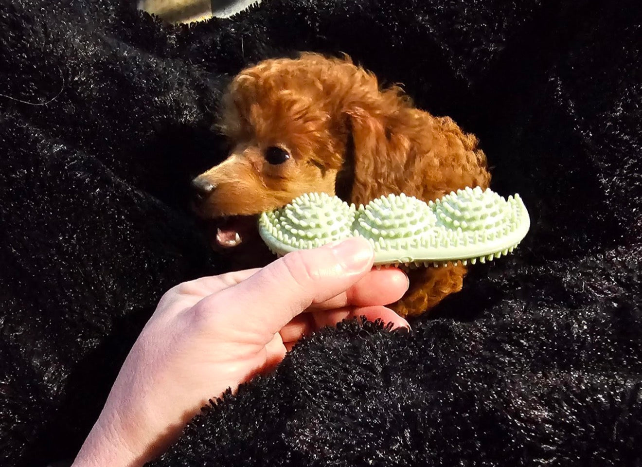 Pea shaped toy for small dogs