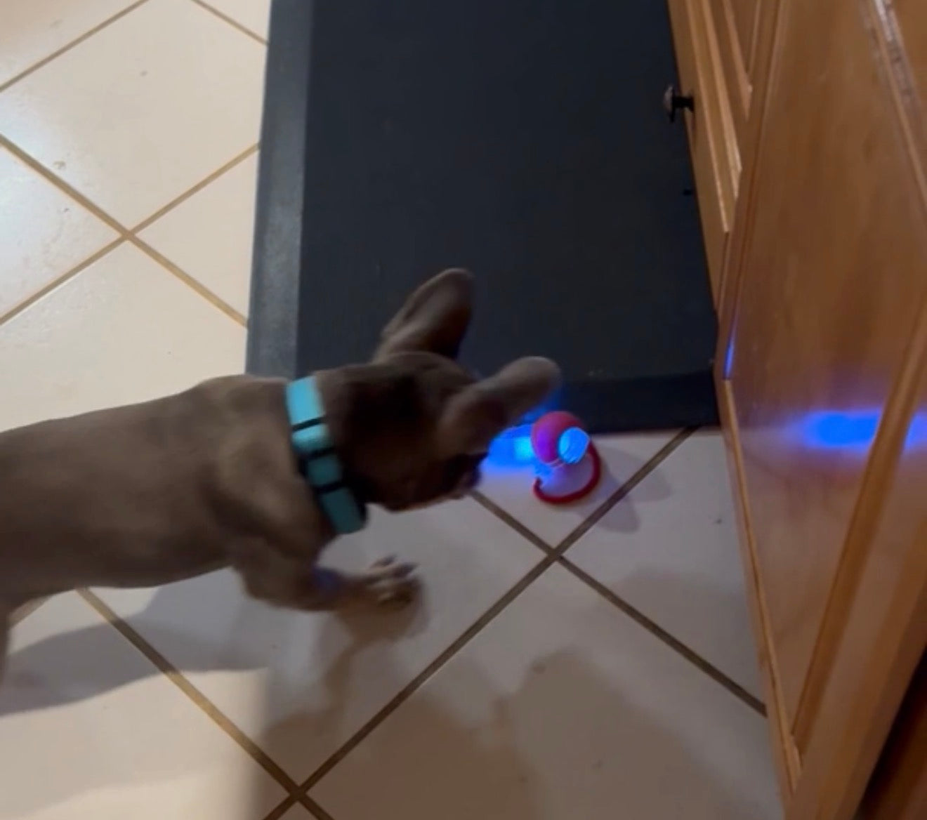 Ai Rolling Pet Ball