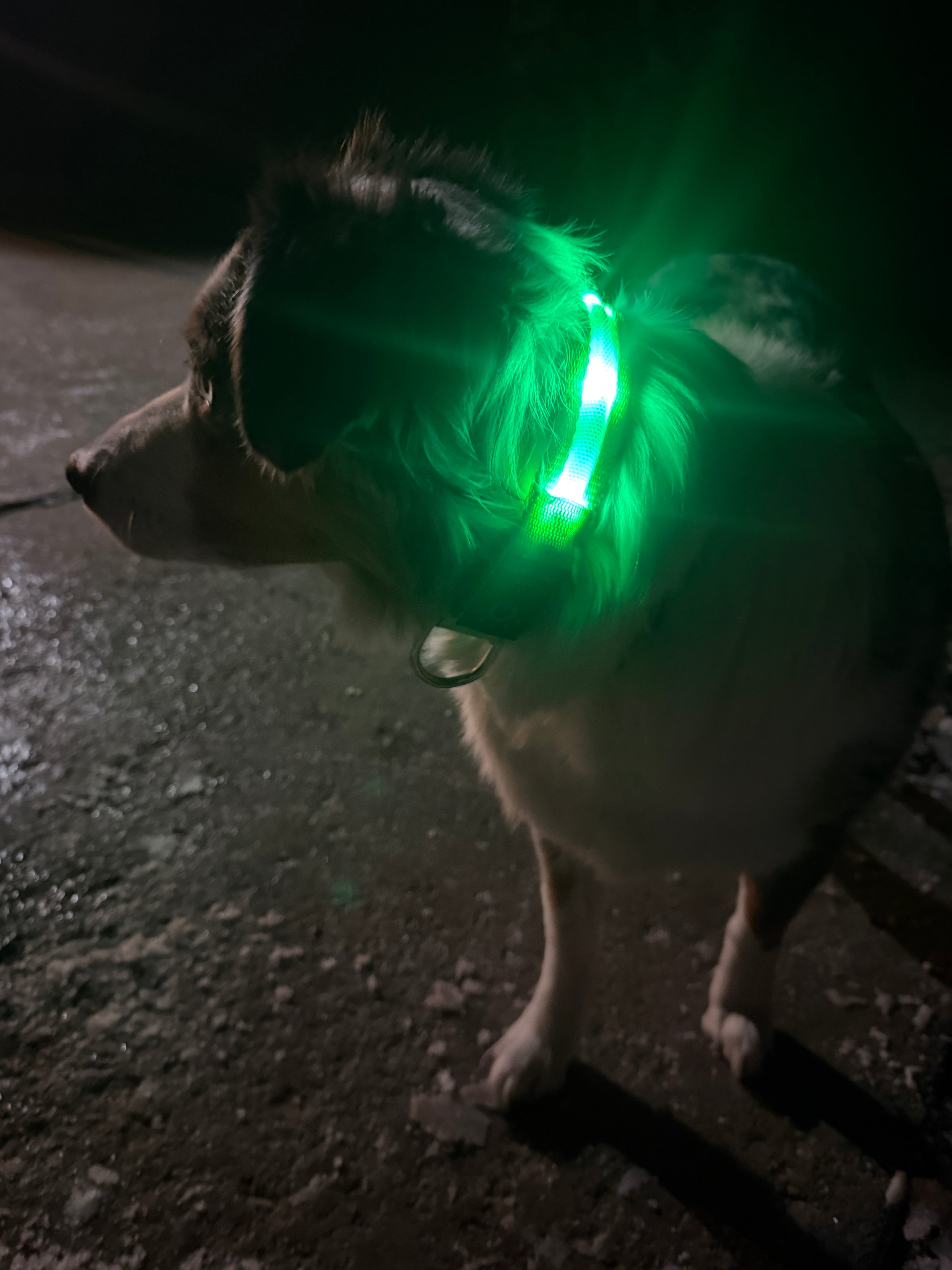 LED Dog Collar