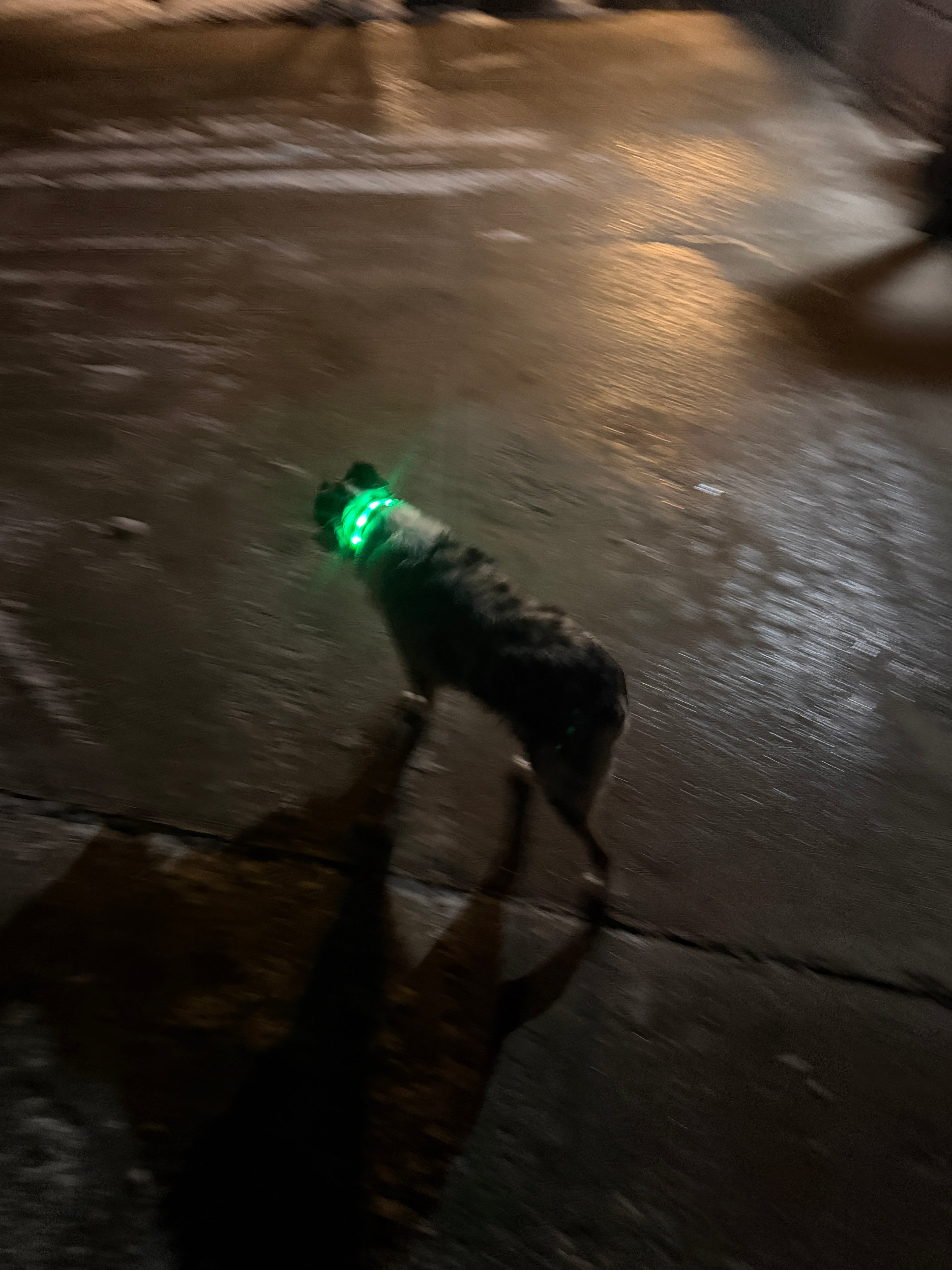 LED Dog Collar