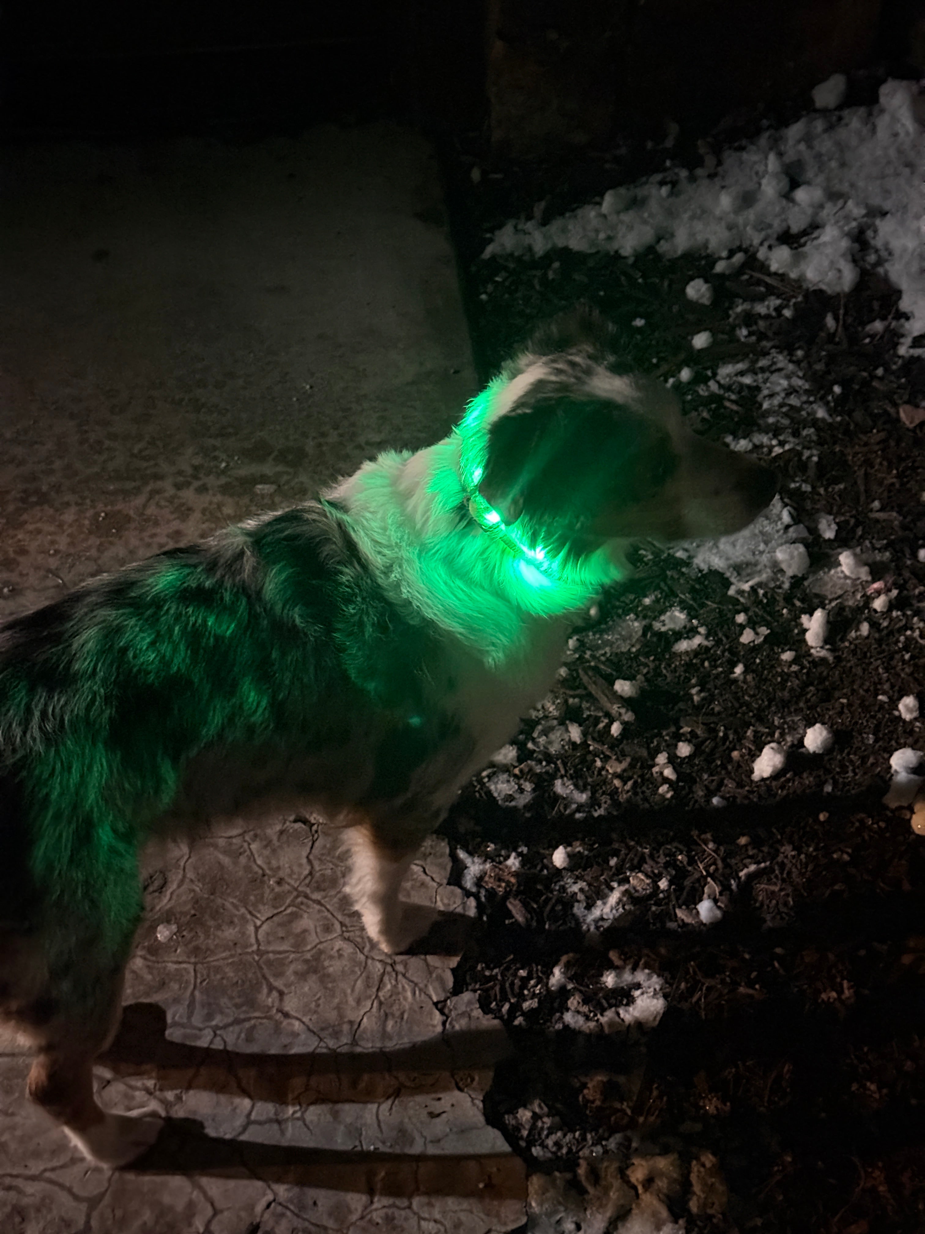 LED Dog Collar