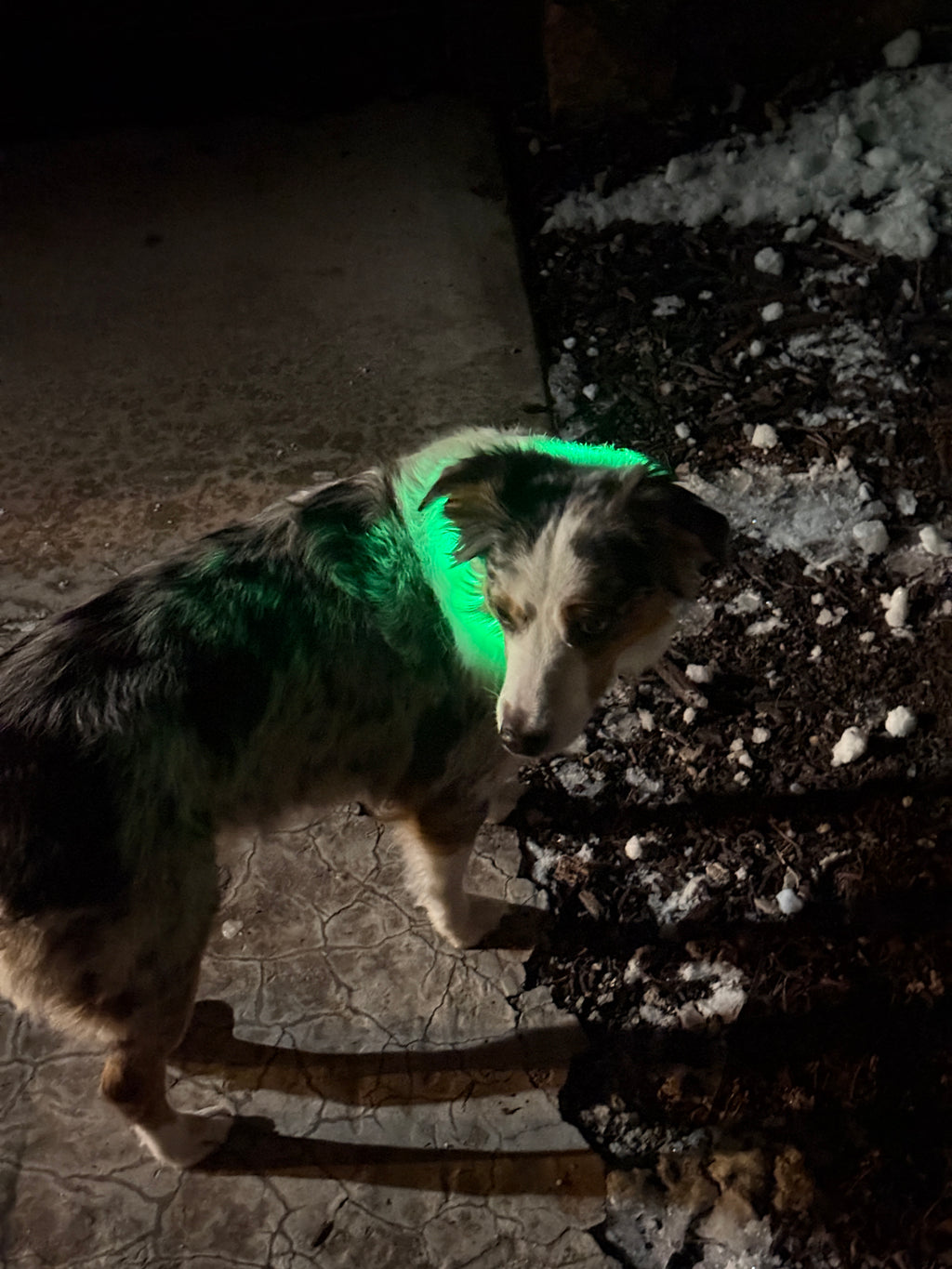 LED Dog Collar