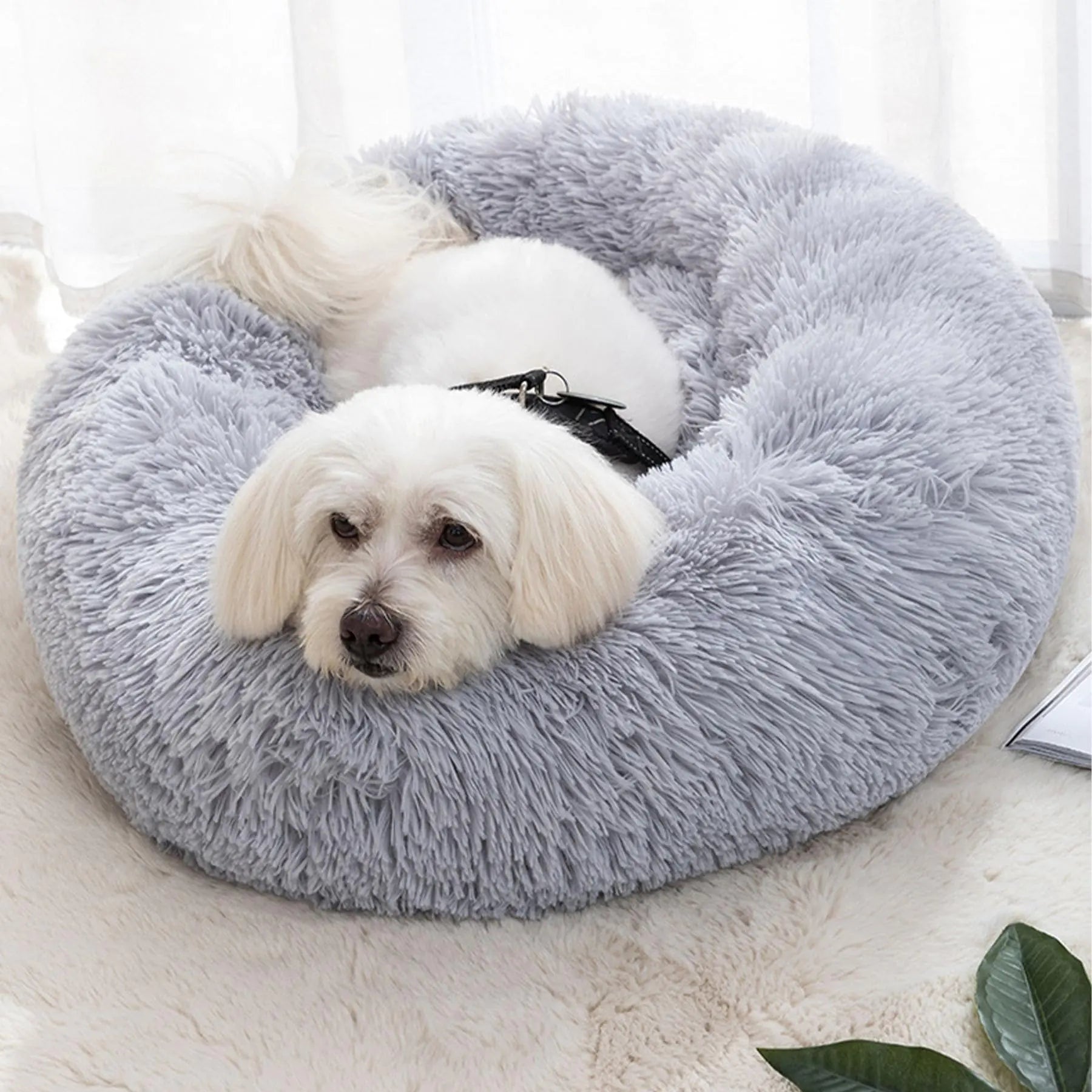 Small Dog Bed