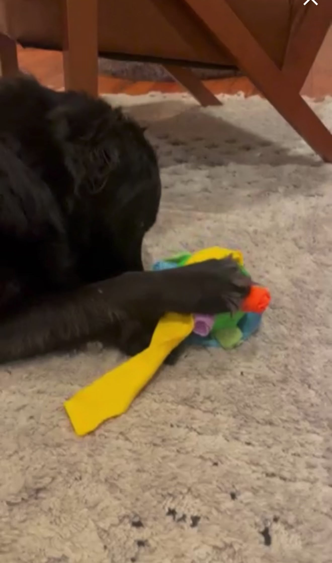 Pet Sniff Puzzle Ball