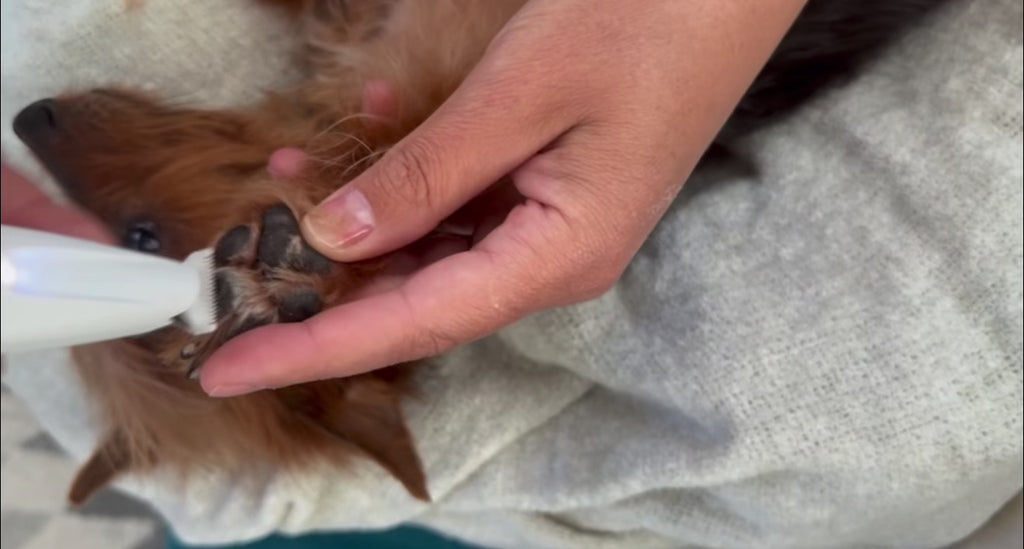 Pets Paw Trimmer and LED nail clipper