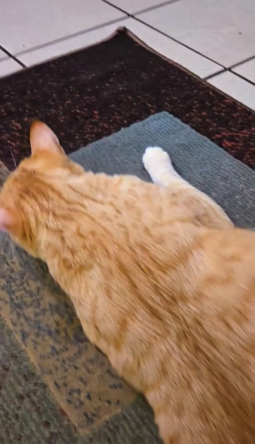 Pet Hair Removal gloves